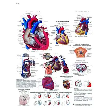 Planche anatomique Le cœur humain, Anatomie et physiologie VR2334UU