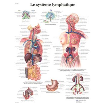 Planche anatomique Le système lymphatique VR2392UU