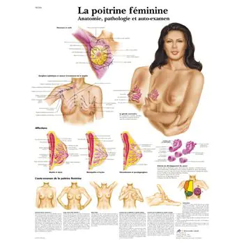 Planche anatomique La poitrine féminine - Anatomie, pathologie et auto-examen VR2556UU