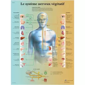 Planche Anatomique le Squelette Humain