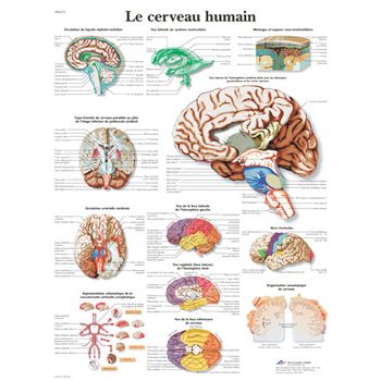 Planche anatomique Le cerveau humain VR2615UU