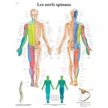 Planche anatomique Les nerfs spinaux VR2621UU