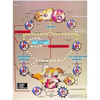 Planche anatomique Immunologie de transplantation VR2665L