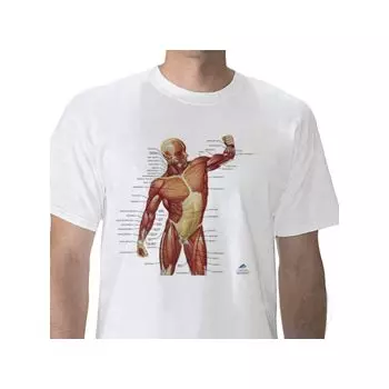 T-Shirt anatomique, Musculature, XL W41013
