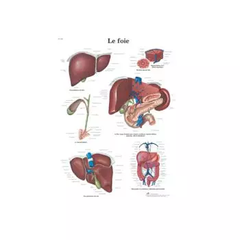 Planche Anatomique Le foie VR2425L