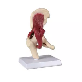 Articulation de la hanche humaine, grandeur nature avec muscles Erler Zimmer