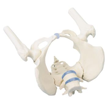 Bassin féminin avec sacrum 4059 Erler Zimmer
