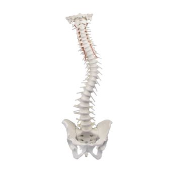 Modèle de colonne vertébrale avec bassin sans socle 4006 Erler Zimmer