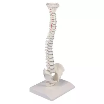 Colonne vertébrale miniature élastique 4001 Erler Zimmer