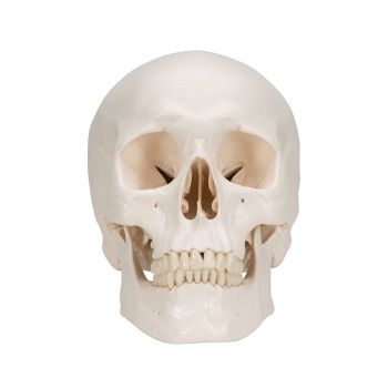 Crâne classique en trois parties A20