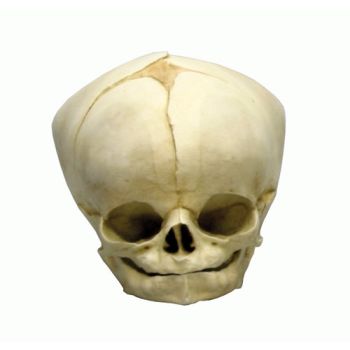 Crâne de fœtus de 40 semaines 1/2 Erler Zimmer 4742