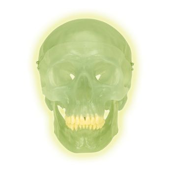 Crâne fluorescent en trois parties A20/N