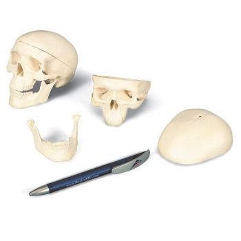 Crâne miniature en 3 parties A18/15