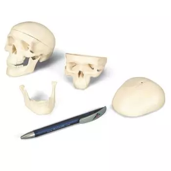 Crâne miniature en 3 parties A18/15