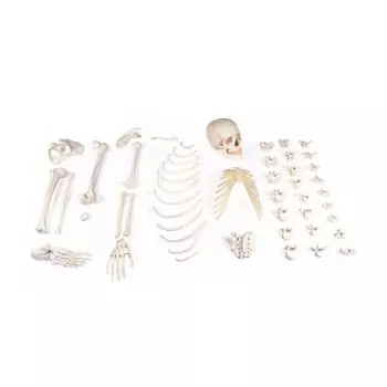 Squelette Anatomique Humain Physiologique PHIL - YLEA
