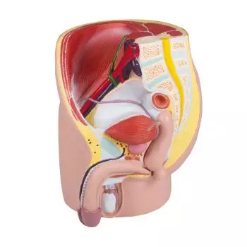 Modèle des testicules L60