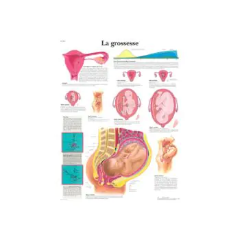 Planche anatomique La grossesse VR2554L