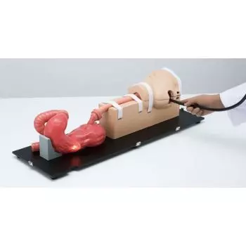 Simulateur d'œso-gastro-duodénoscopie Erler Zimmer LM103