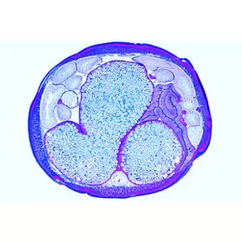 Maturation et clivage de l’Ascaris (Ascaris megalocephala bivalens)