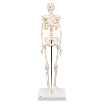 Mini-squelette Shorty, sur socle A18