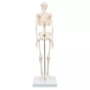 Mini-squelette Shorty, sur socle A18