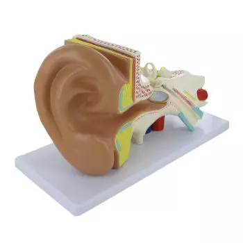 Modèle anatomique de conduit auditif pour enseignement Mediprem