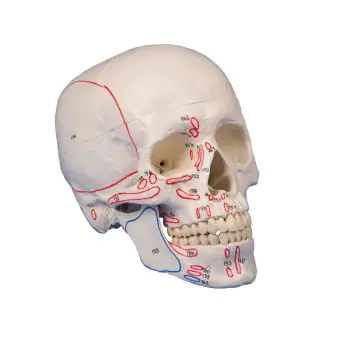 Crâne humain avec modèle anatomique cérébral Anatomie grandeur nature en 8  parties pour l'affichage d'étude en classe des sciences