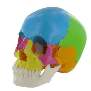 Modèle de crâne humain articulé coloré en 22 pièces version didactique Mediprem