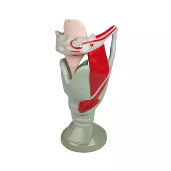 Modèle de Larynx Agrandi 4 fois Erler Zimmer G120