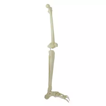Modèle de squelette de jambe gauche Mediprem 