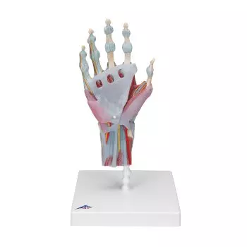 Modèle de squelette de la main avec ligaments et muscles M33/1