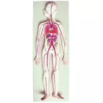 Modèle de système de circulation sanguine humaine