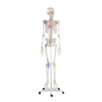 Squelette humain Bert avec marquage des ligaments Erler Zimmer 3010