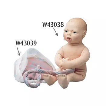 Placenta et cordon ombilical W43039