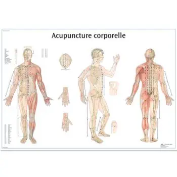 Planche anatomique Acupuncture corporelle VR2820UU