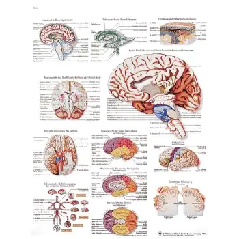 Planche anatomique le cerveau humain VR2615L