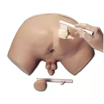Simulateur d'Examen de la Prostate Erler Zimmer R10031