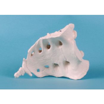 Sacrum avec coccyx 3060 Erler Zimmer