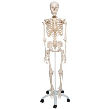 Squelette classique Stan, sur support à 5 roulettes A10