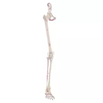 Squelette de la jambe avec moitié de bassin, avec pied souple et marquage des muscles