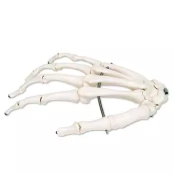 Squelette de la main sur fil de fer, droit A40R