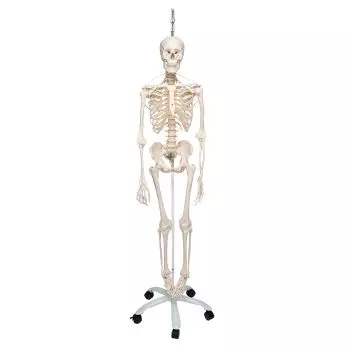 Achat modèle anatomiques pour étudiant anatomie - Toomed leader