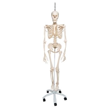 Squelette physiologique, suspendu A15/3