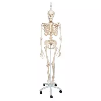 Squelette physiologique, suspendu A15/3