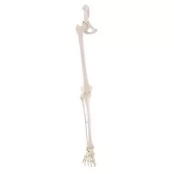 Squelette de jambe avec moitié de bassin et pied flexible 6069 Erler Zimmer