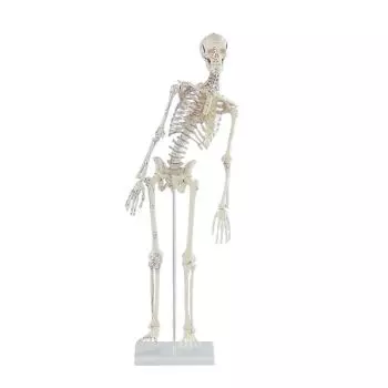 Squelette anatomique humain taille réelle 170cm Destockage Grossiste
