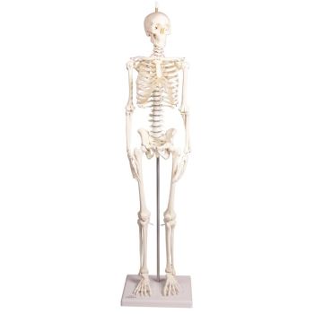 Squelette miniature Paul avec colonne vertebrale amovible Erler Zimmer