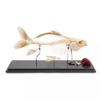 Squelette de poisson - carpe (Cyprinus carpio) T300011