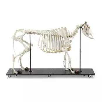Squelette de bœuf (Bos taurus), avec cornes, articulé - 1020974