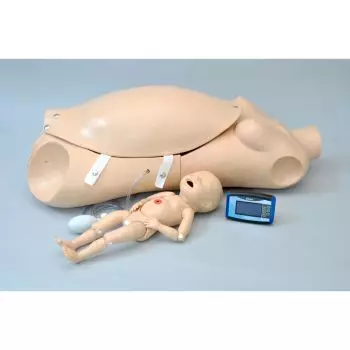 Torse maternel et néonatal de naissance W45113 3B Scientific